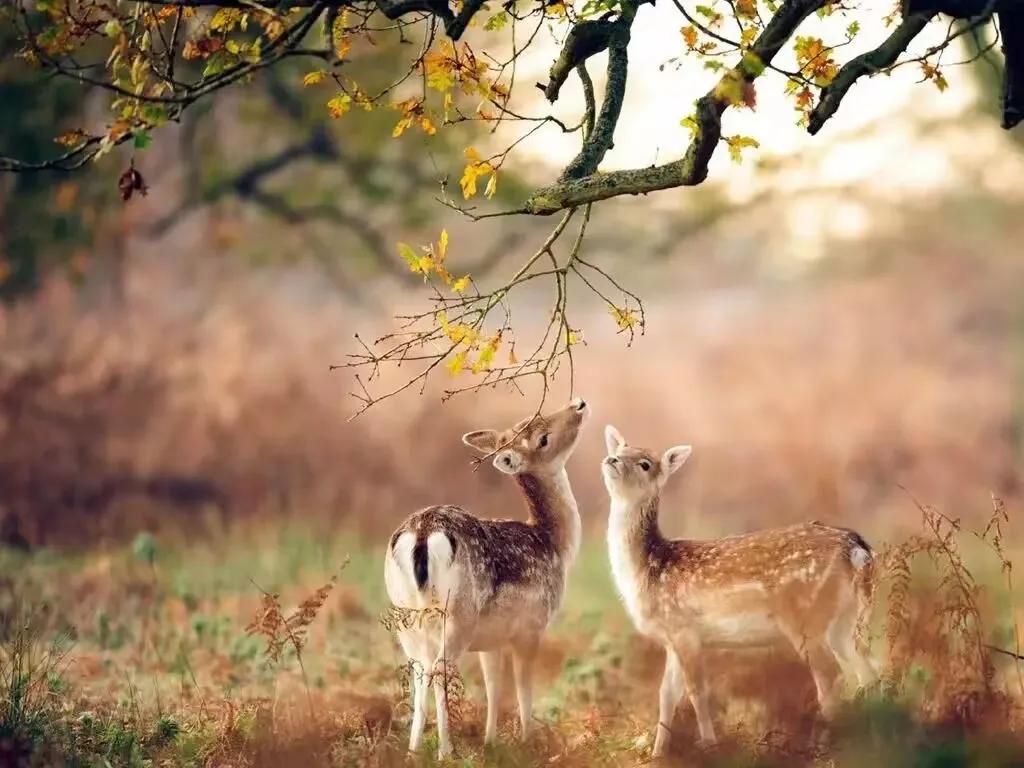 而四季中，却只有秋天，最像人生的样子，在秋高气爽中，我们逐渐褪去青涩，收获内心的