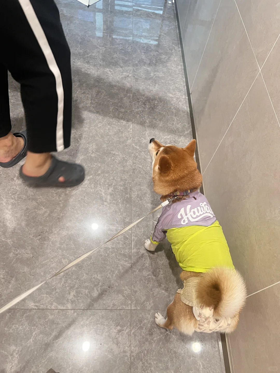 柴犬：小小台风奈我何