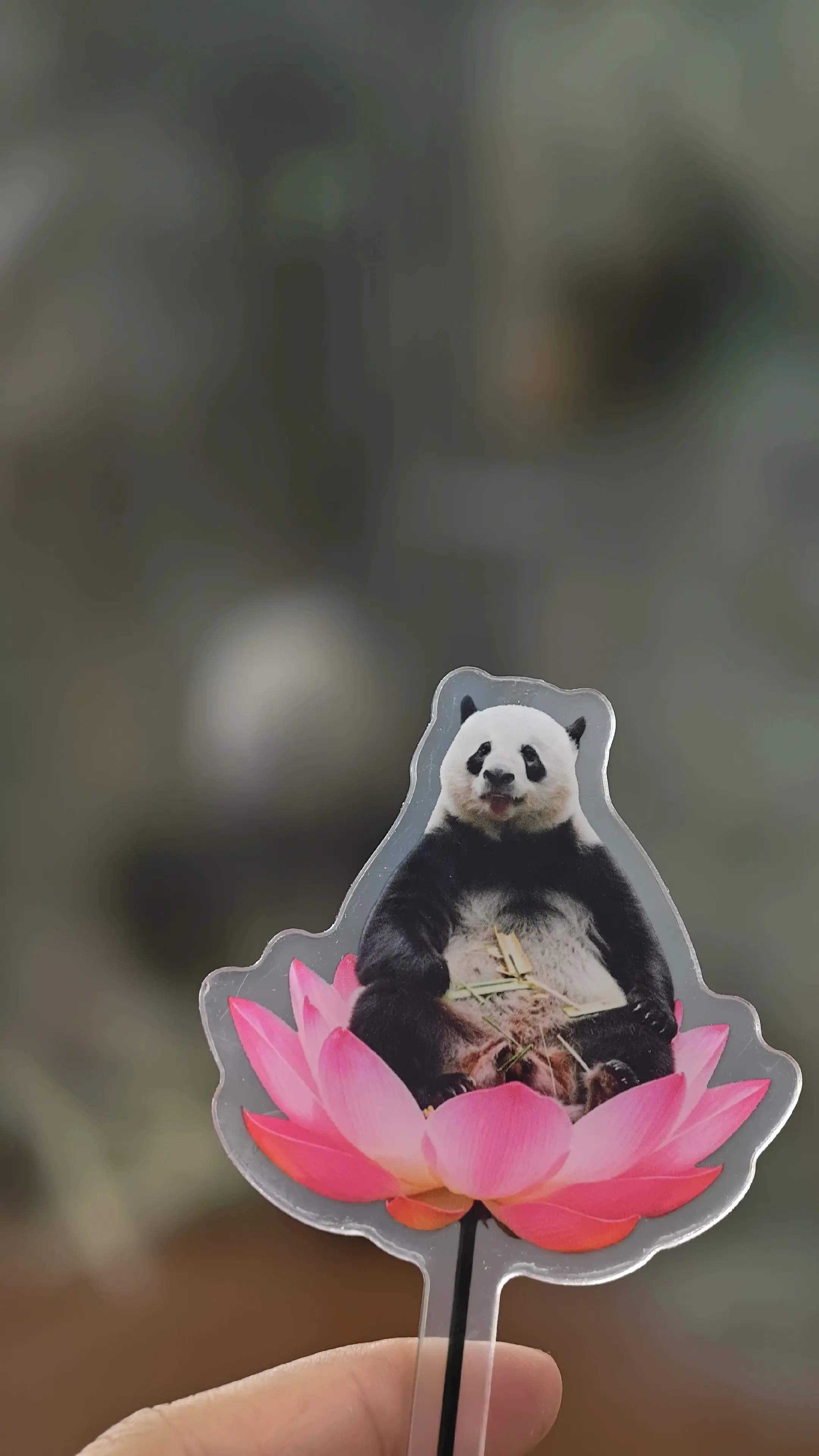 莲花童子星一，寓意好运连连。（好啦，重点是童子。对啦，是荷花。不是莲花...
