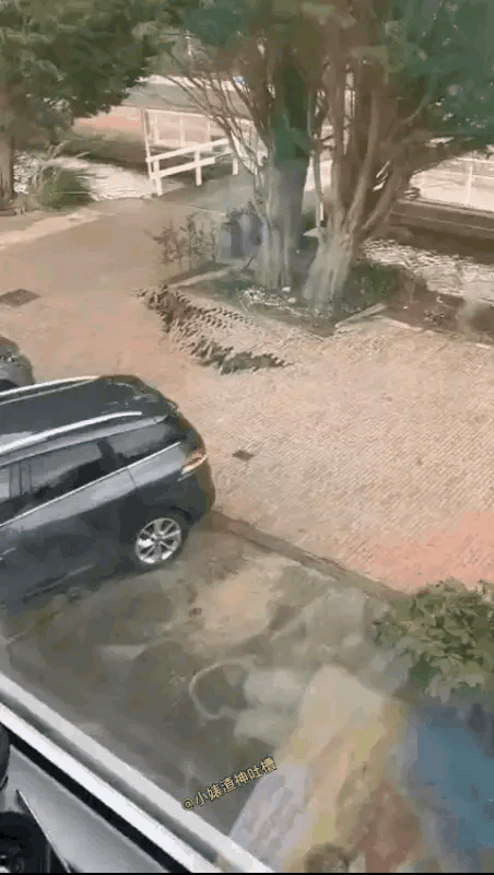 怎么大棵树，怎么扎入地下的跟这么少