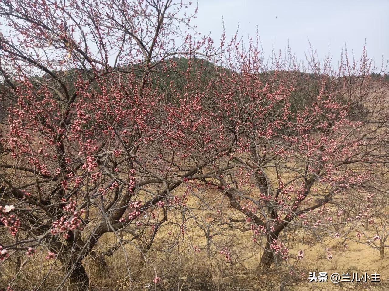 老公给我拍的照片，因为我没回老家。那个红红的是杏花，没有大开，是花骨朵。第二幅图