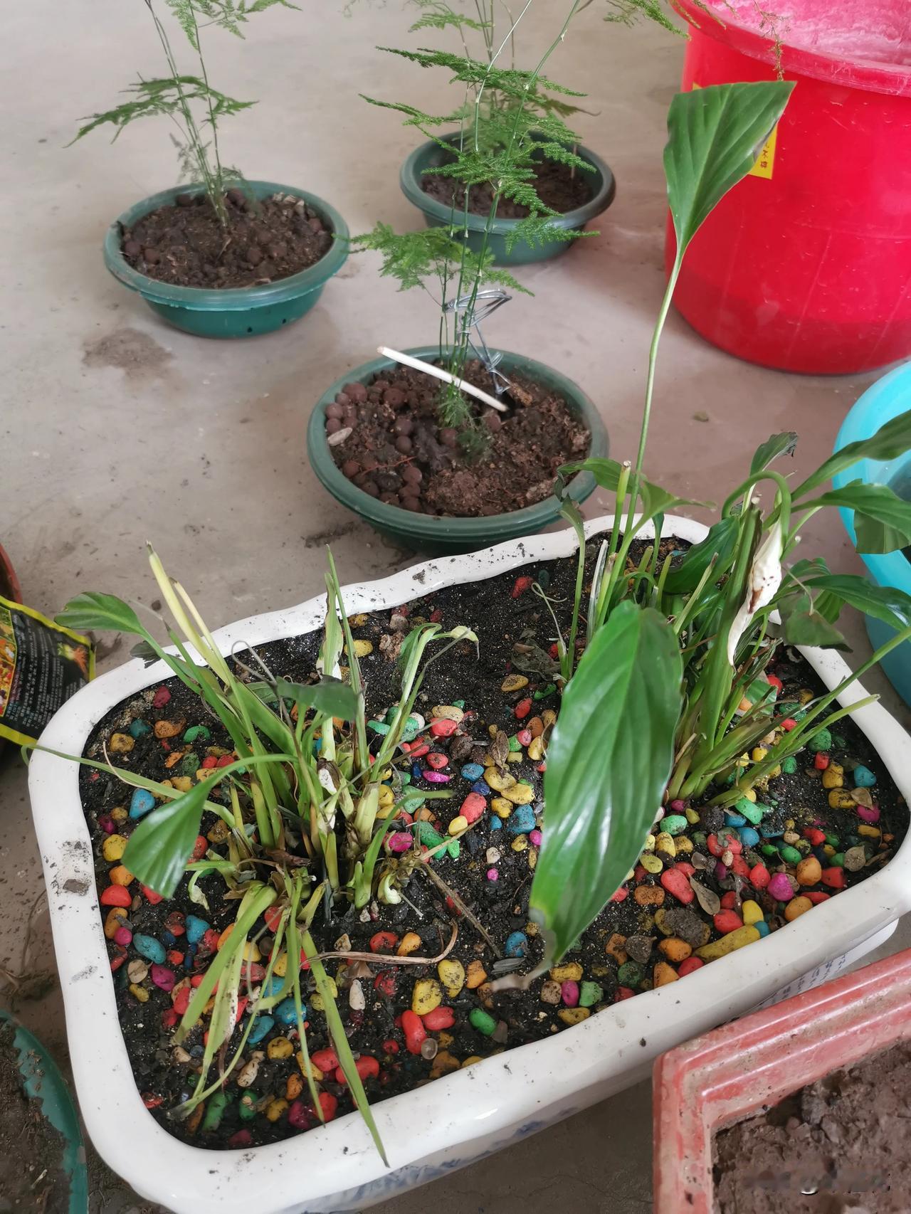 这一次网购了三株文竹没有翻车，茎杆大约30公分，长势良好，移栽在简易花盆里，几天