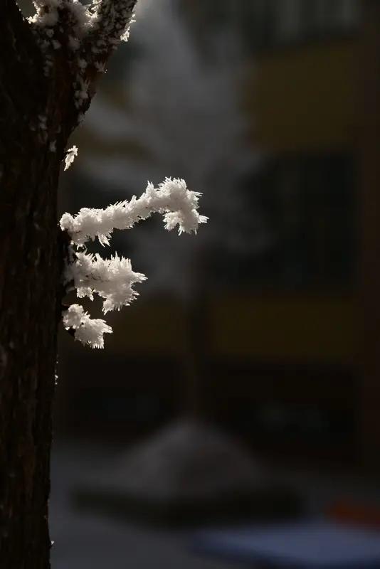 上联：琼枝傲雪，双鹊登梅呈瑞气；
下联：玉树临风，群马踏福报祥光。