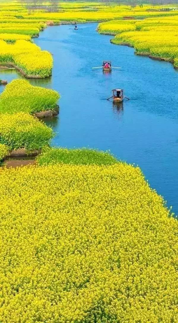 今天下午开车到村里，途中经过一座水库，水库周围都种满了油菜，油菜长满黄色的花，俨