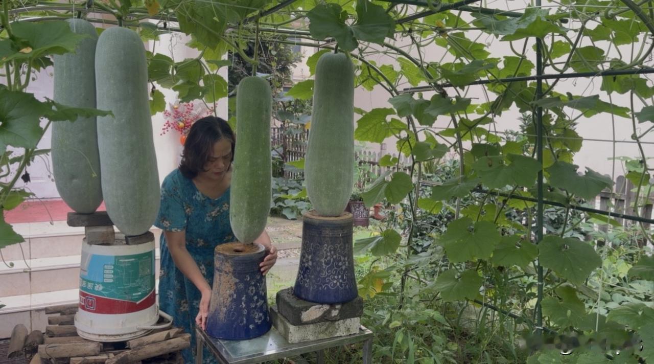 梅雨季的武汉，老天像漏了水瓢。今早雨刚喘口气，老婆就冲进院子“寻宝”——好家伙，