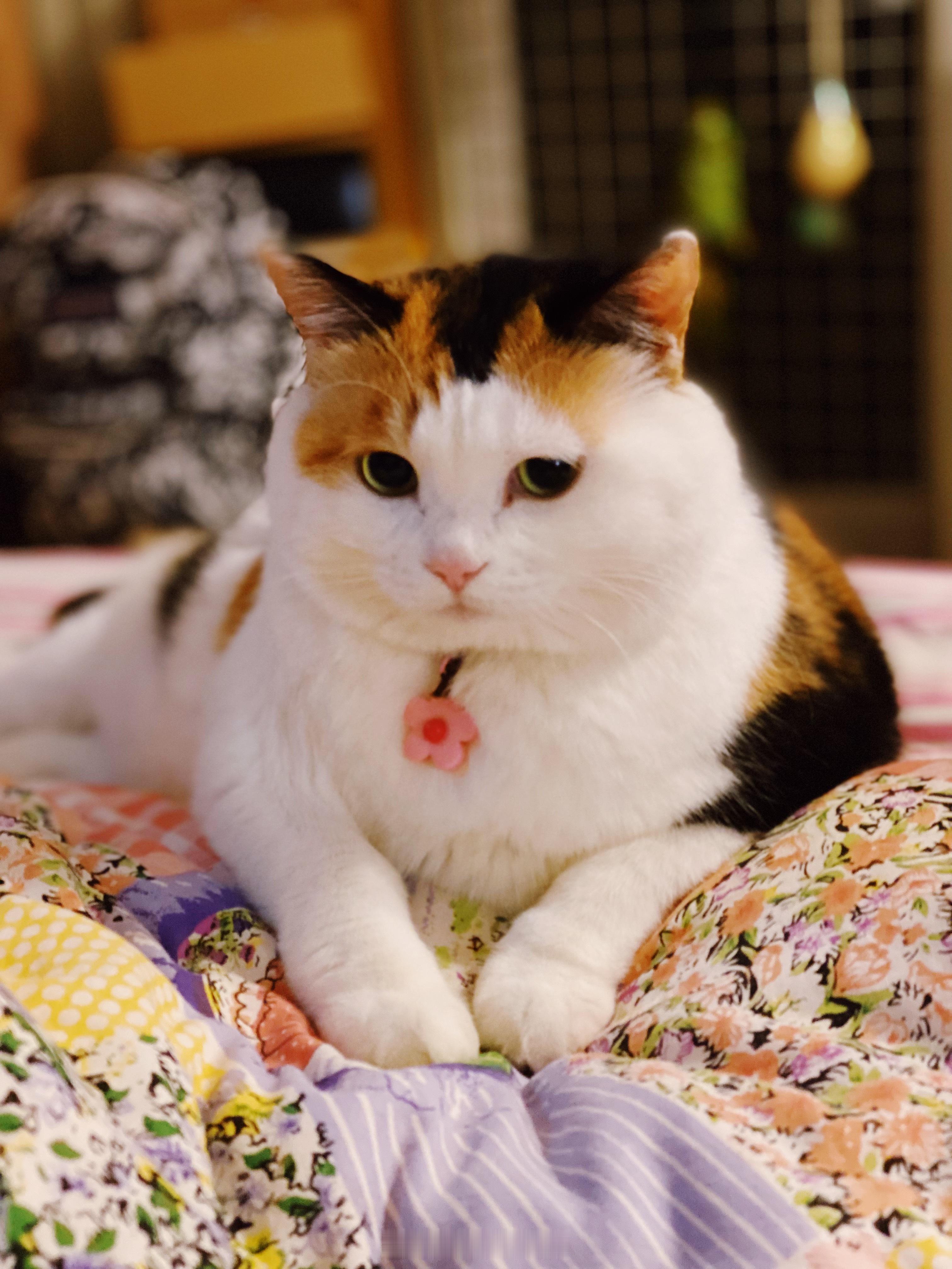 如何才能跟花妞讲明白这个事实，她爱吃的猫豆没了，现在只有稀饭（湿粮）可以吃[do