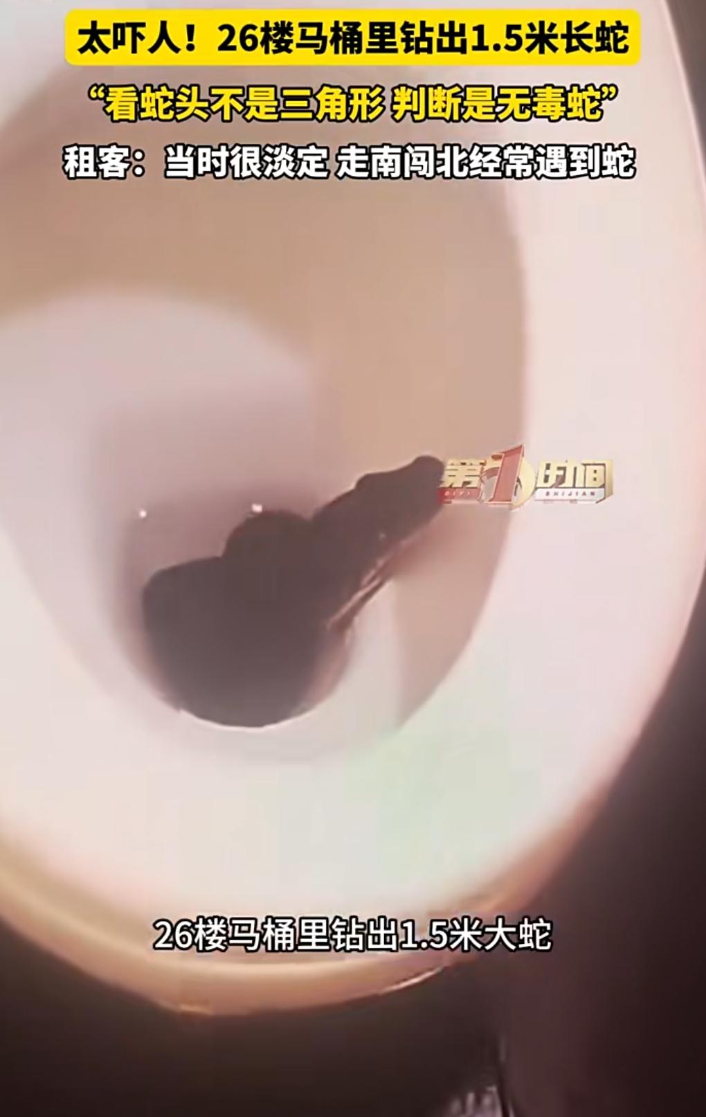 这也太匪夷所思了吧。
蛇怎么会出现在马桶里呢？
近日，四川成都，26楼马桶里钻出