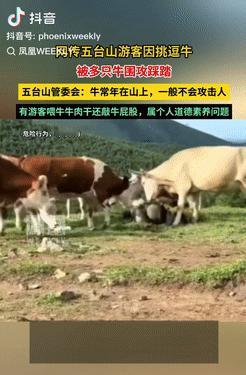 太离谱了！山西忻州五台山，一游客被一群牛围住踩了？景区回应：有人喂牛肉干，还有人