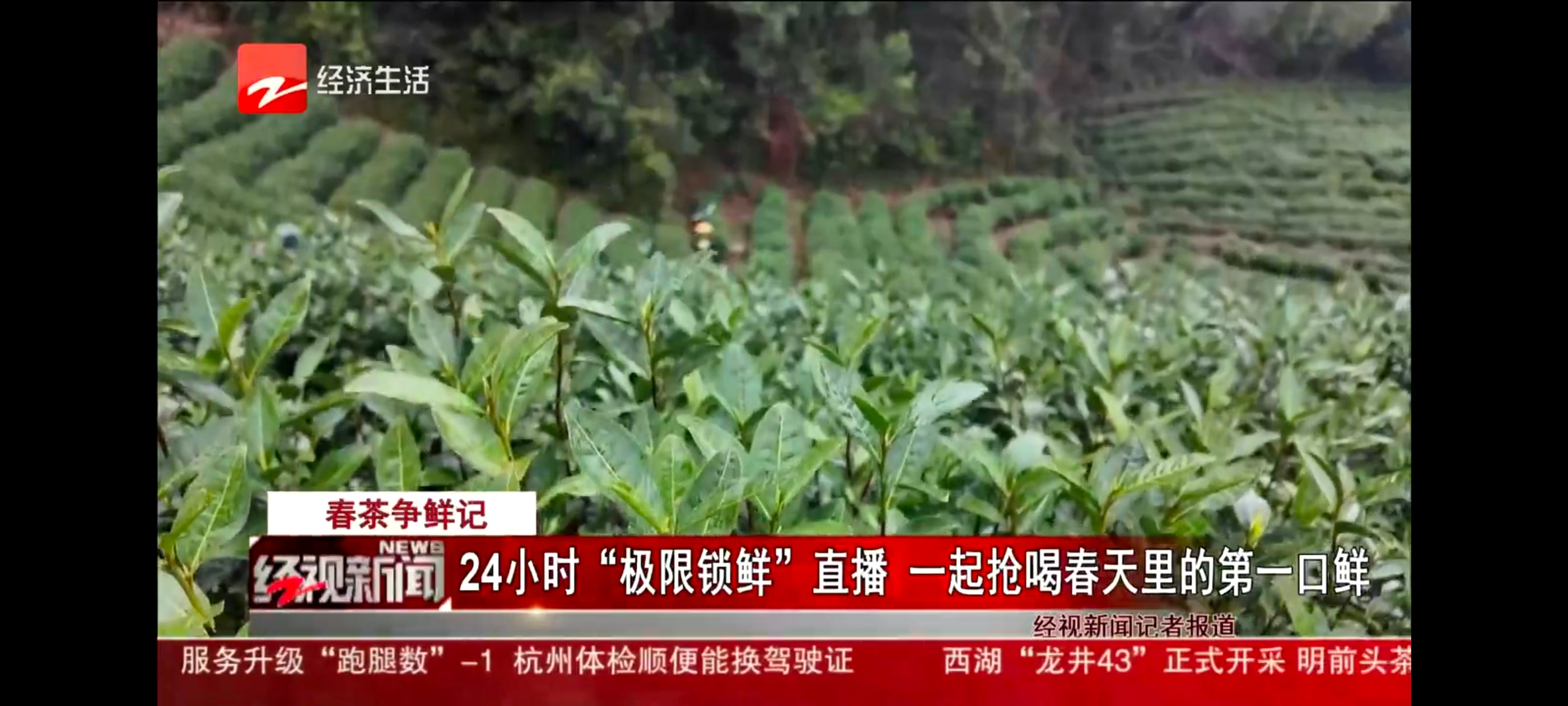 杭州龙井刚开采就被做成了奶茶真的有点被惊到，杭州龙井刚开采就被做成了奶茶，这效率