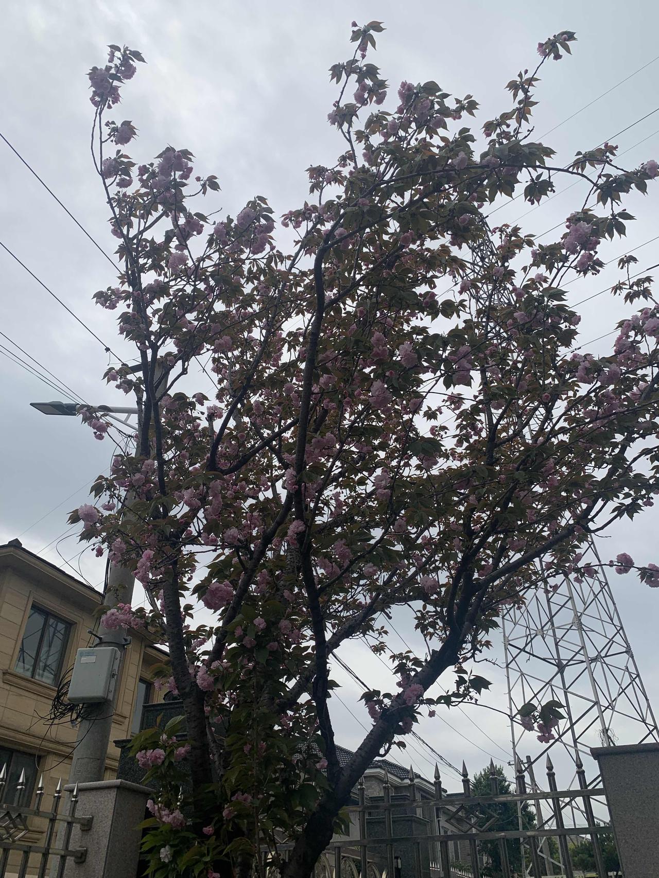 生肖马的女人魅力四射，像原野上自由奔放的风。不过，她们也有致命缺点。
她们情绪波