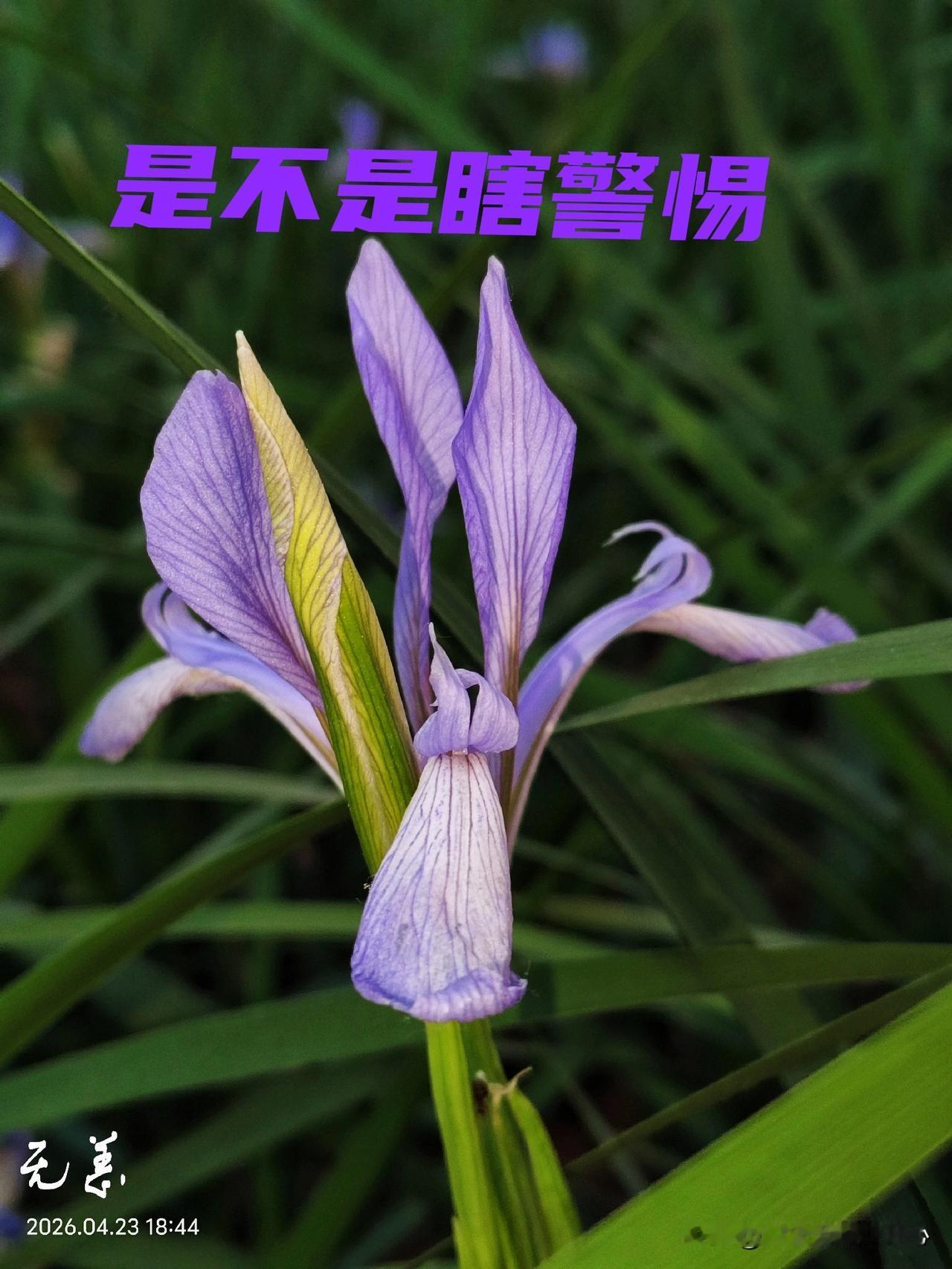 是不是魔怔了？
昨天小区东门出现了几个大老爷们儿，长相粗糙，还是外地口音。
每人