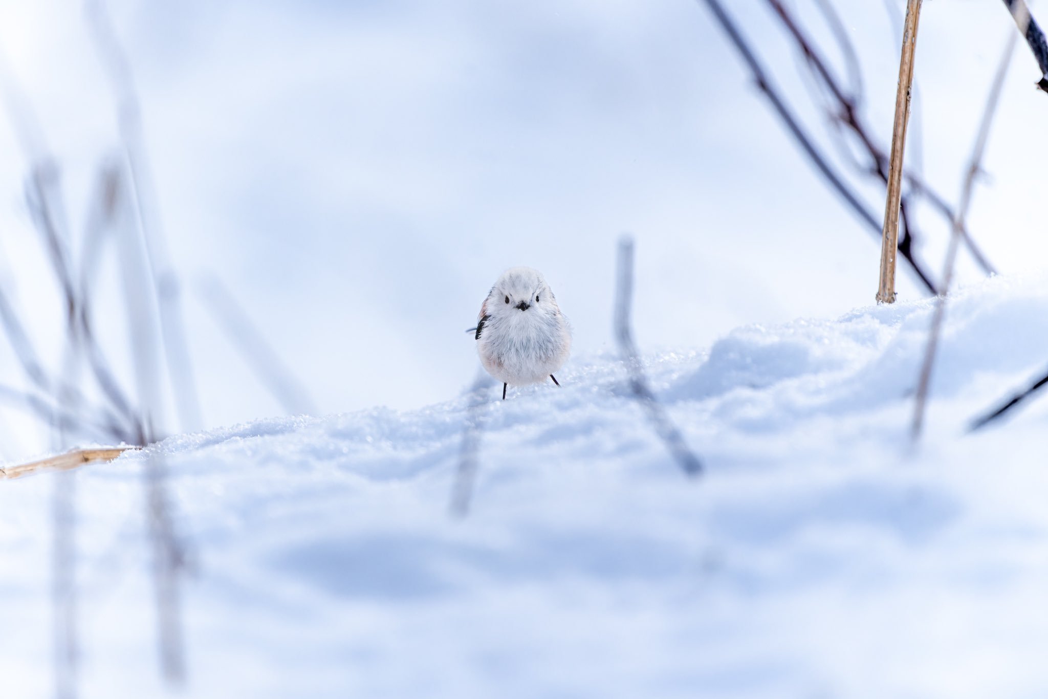 北长尾山雀表示这是它们至今为止最喜欢的鸟类摄影师因为她拍出了啾的大长腿，大翅膀甚