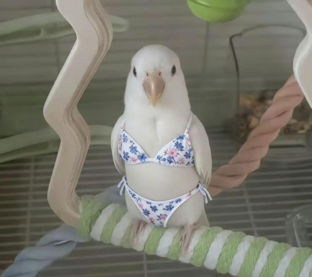 咕咕咕 ​​​