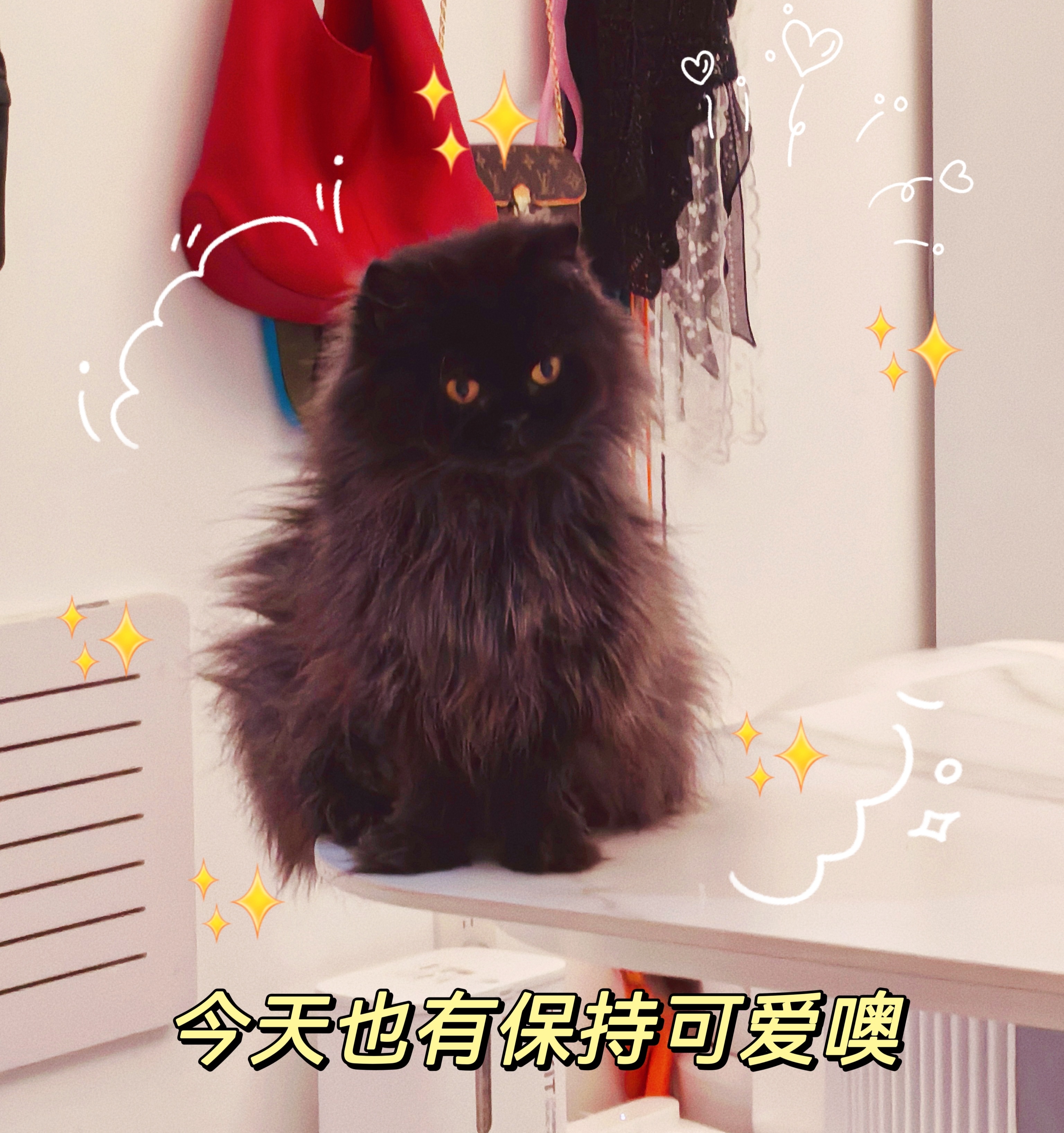 生活手记 刚梳完毛，炸毛猫头鹰🦉似的 ​​​