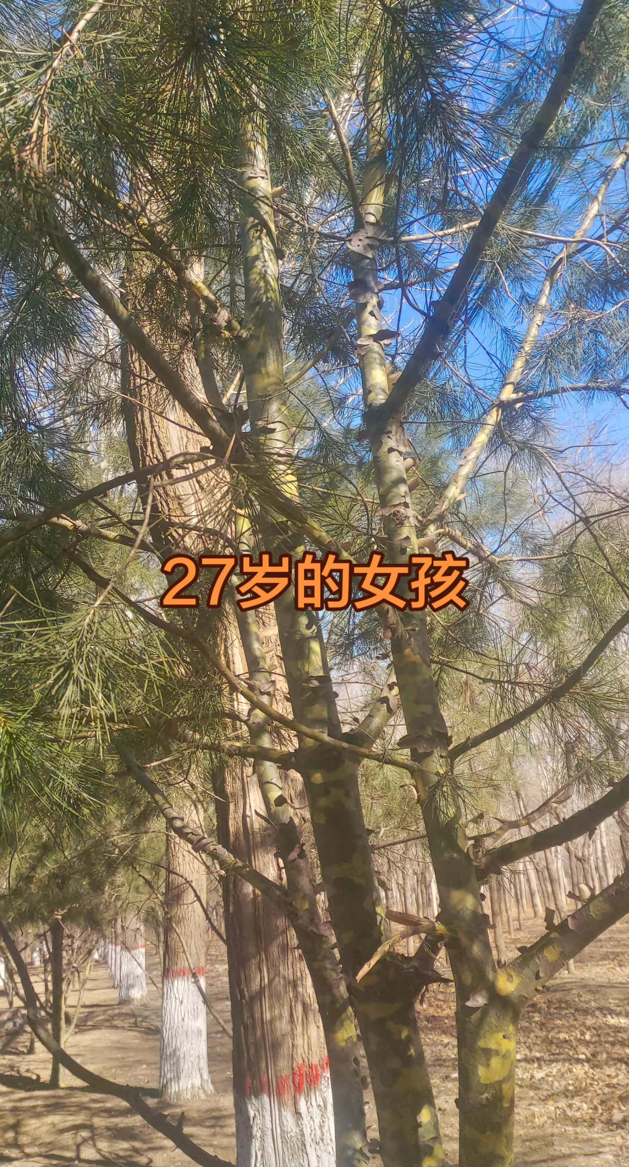 山地老树