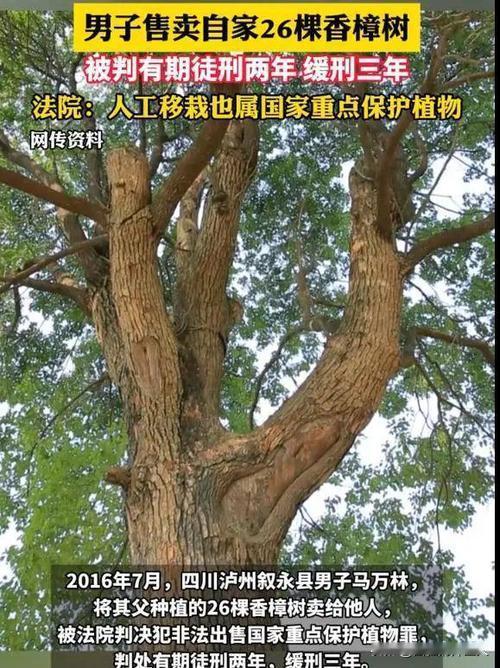 “终究是胳膊拧不过大腿！”四川泸州，一男子的父亲种植了26棵香樟树，因树被松鼠啃