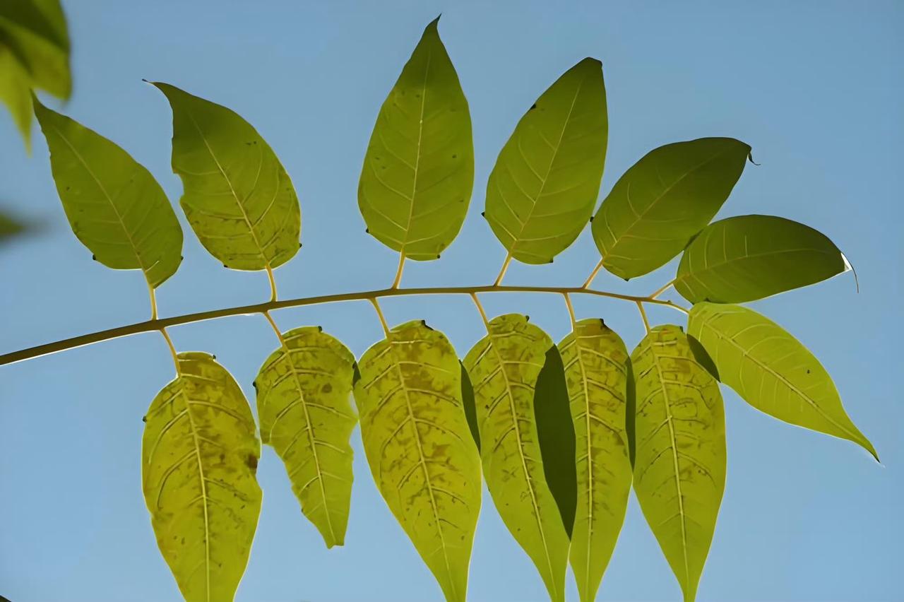 在我的家鄉西安藍田，臘八粥要用椿樹在秋天掉落的枝當柴火燒，才算是臘八。小時候大人