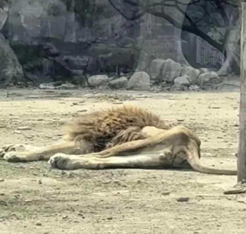 辽宁本溪有女子去逛动植物园，这不看到园内一头狮子躺在地上，还瘦成了皮包骨，这是怎