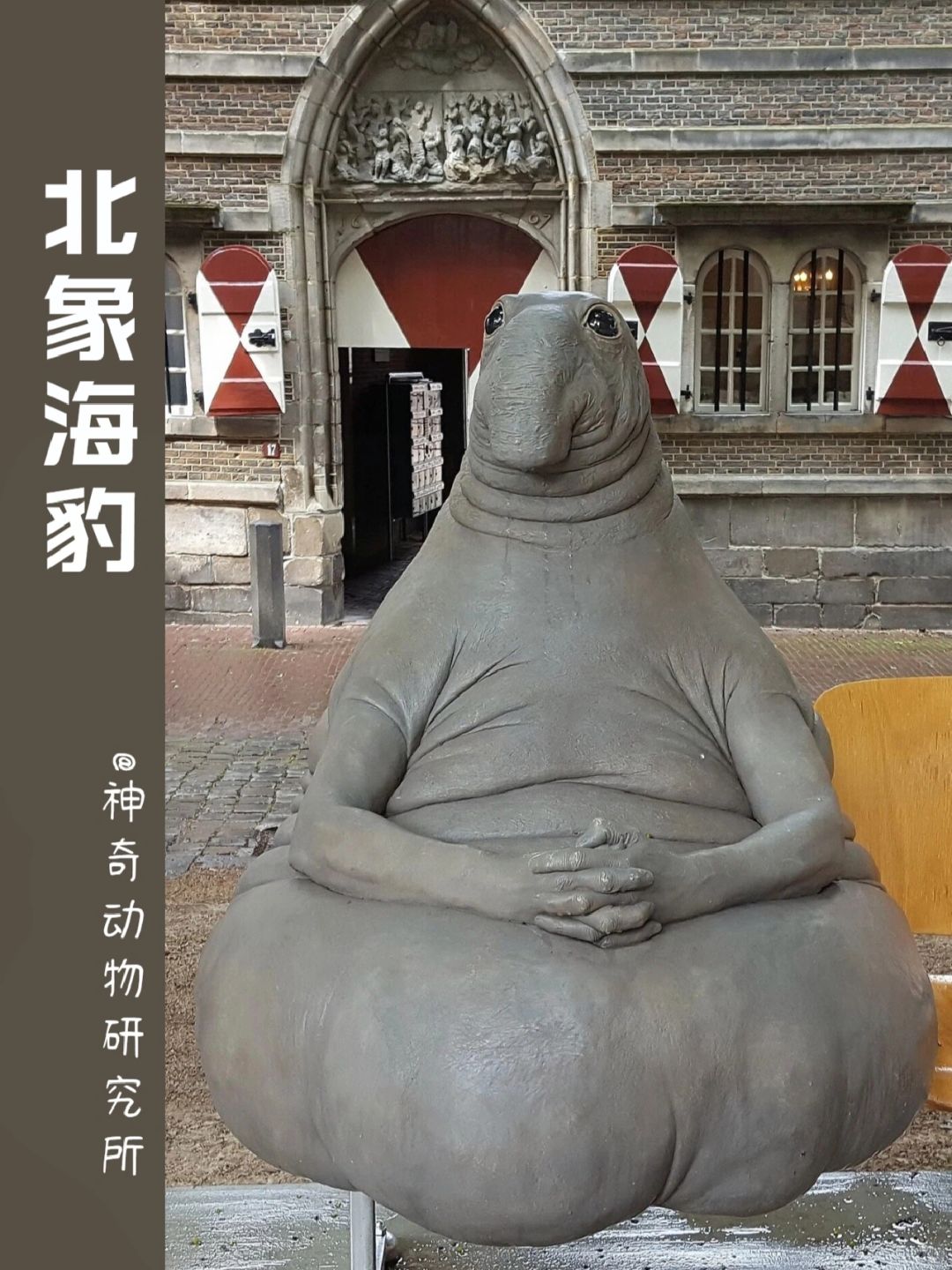 每天了解一种趣味动物👀北象海豹