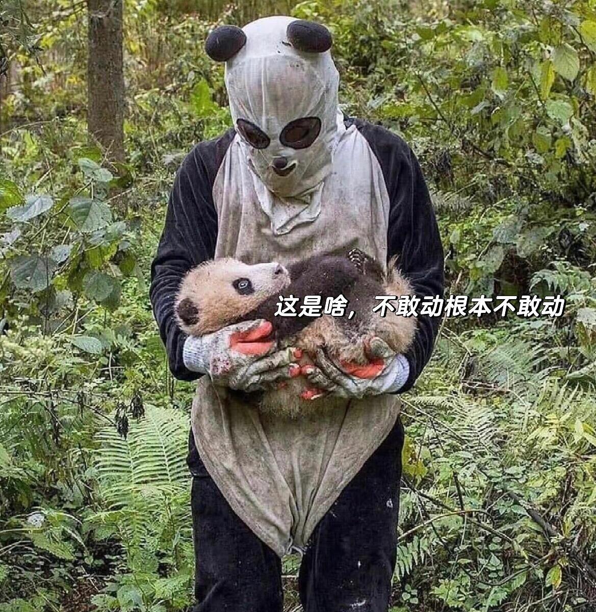 在大熊猫的脸上看到了拘谨……🐼：见鬼了[揣手] ​​​