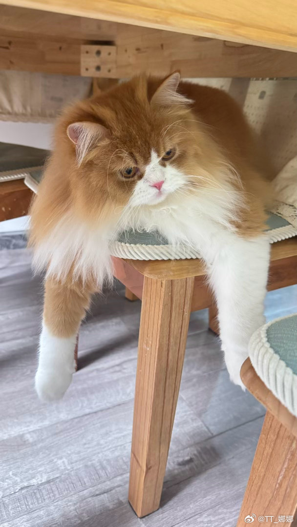 每日萌宠打卡萌宠调皮的，可爱的猫猫 