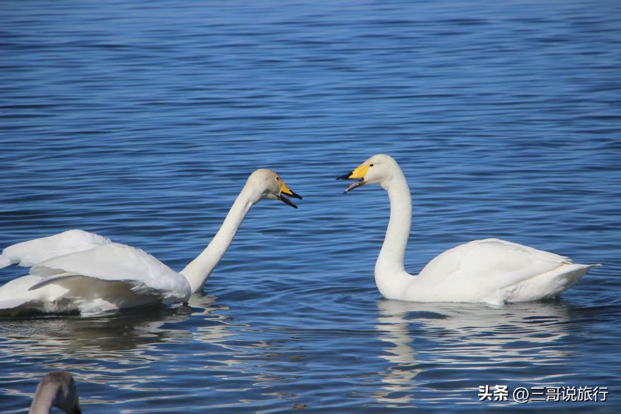 赛湖映白羽，风漾蓝心
       蓝湖映白羽🦢，风拂涟漪，赛里木湖的浪漫，刚