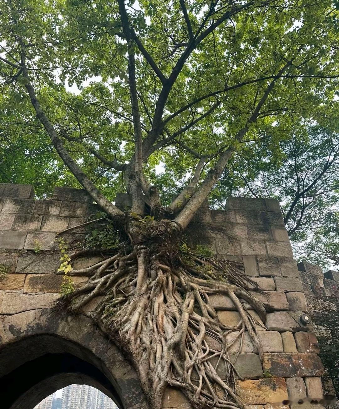 斑驳的城门，盘踞着老树根。跨年电影愿