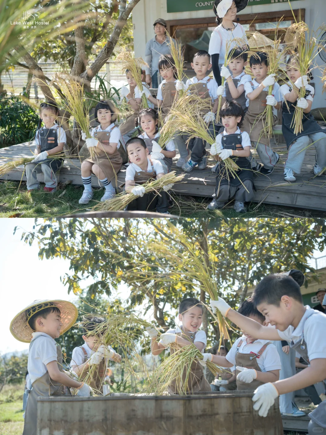 帮稻忙｜带孩子走进稻田🌾