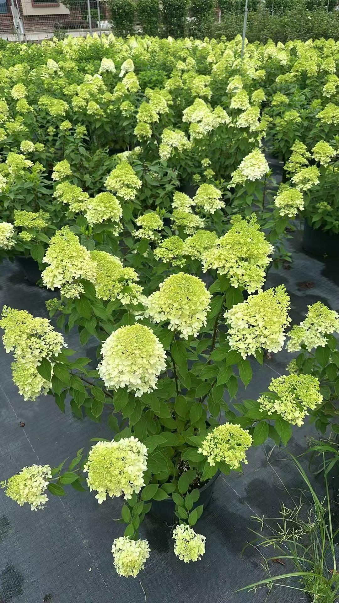 绣球花海 月季花园 种花拍花也是一种享受 满园月季 治愈系月季花