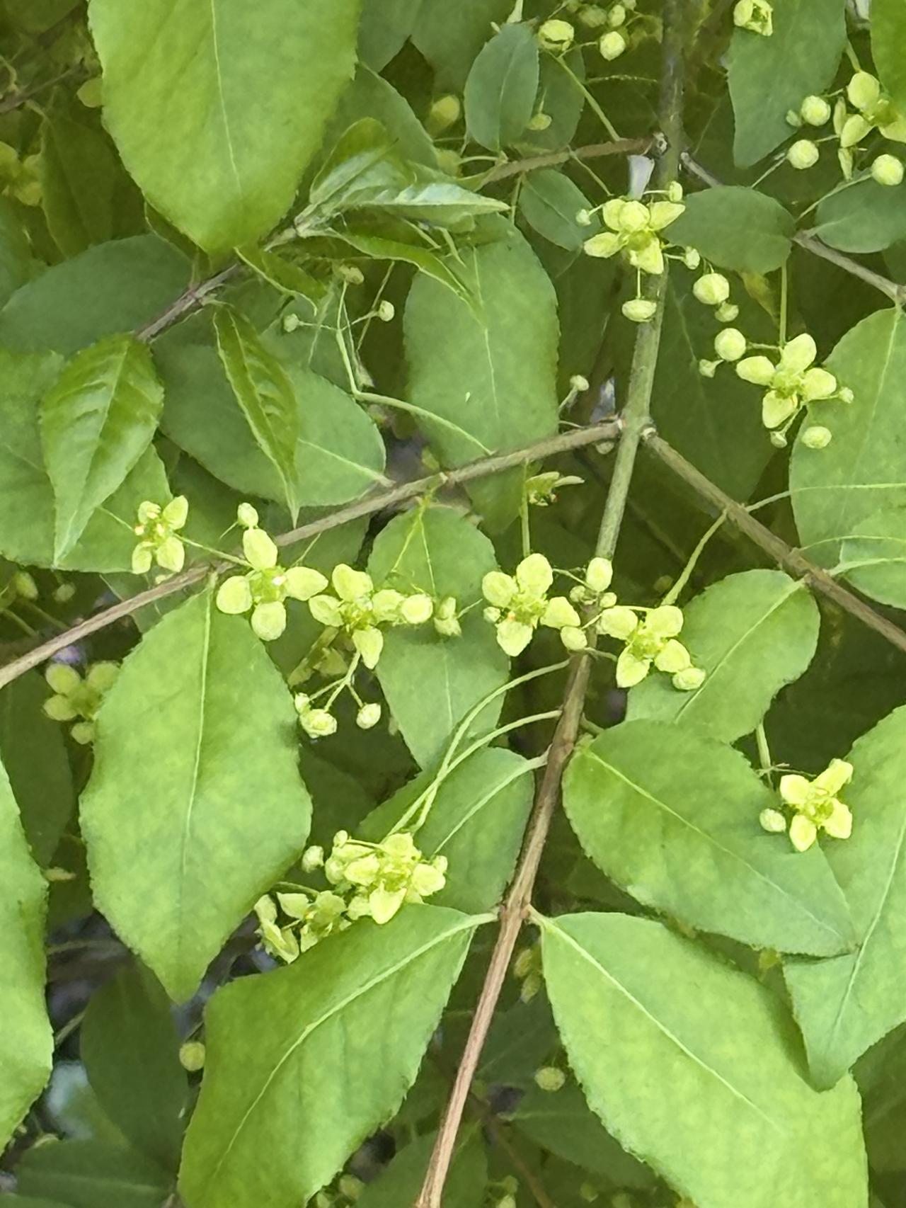 分享一张你拍的花，什么花都行