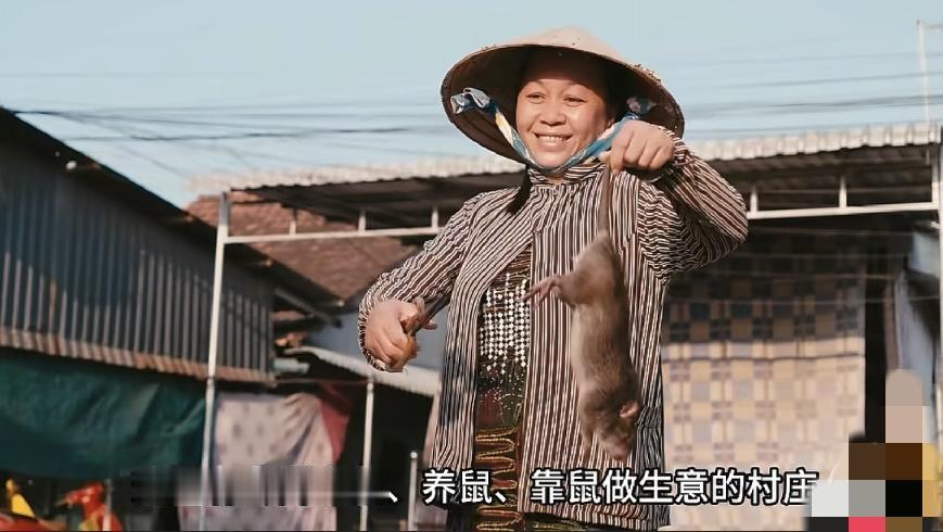 越南家家都吃老鼠，好多种烹饪方法，烧烤吃老鼠，各种秘制料，红烧老鼠，还有川味的麻