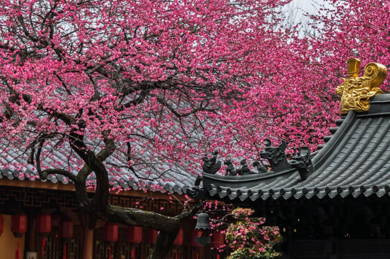 湖州铁佛寺梅花。湖州铁佛寺梅花藏在江南春景里的中式美学 藏在春景里的中式美学