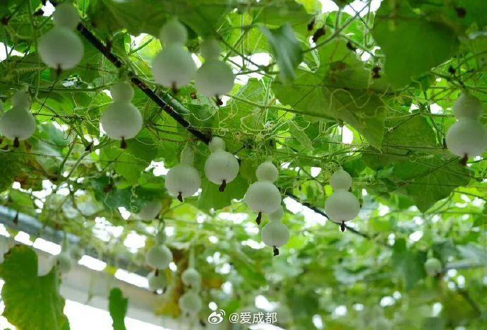 【成都有一条瓜果长廊，太出片了】近日，位于成都市温江区万春镇和林村的四川卓豪生态