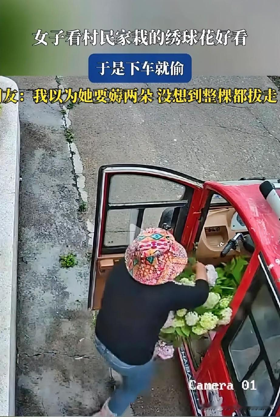 女子发现村民栽的绣球花

特别好看，

没想到直接下车

整棵都给顺走了。
——