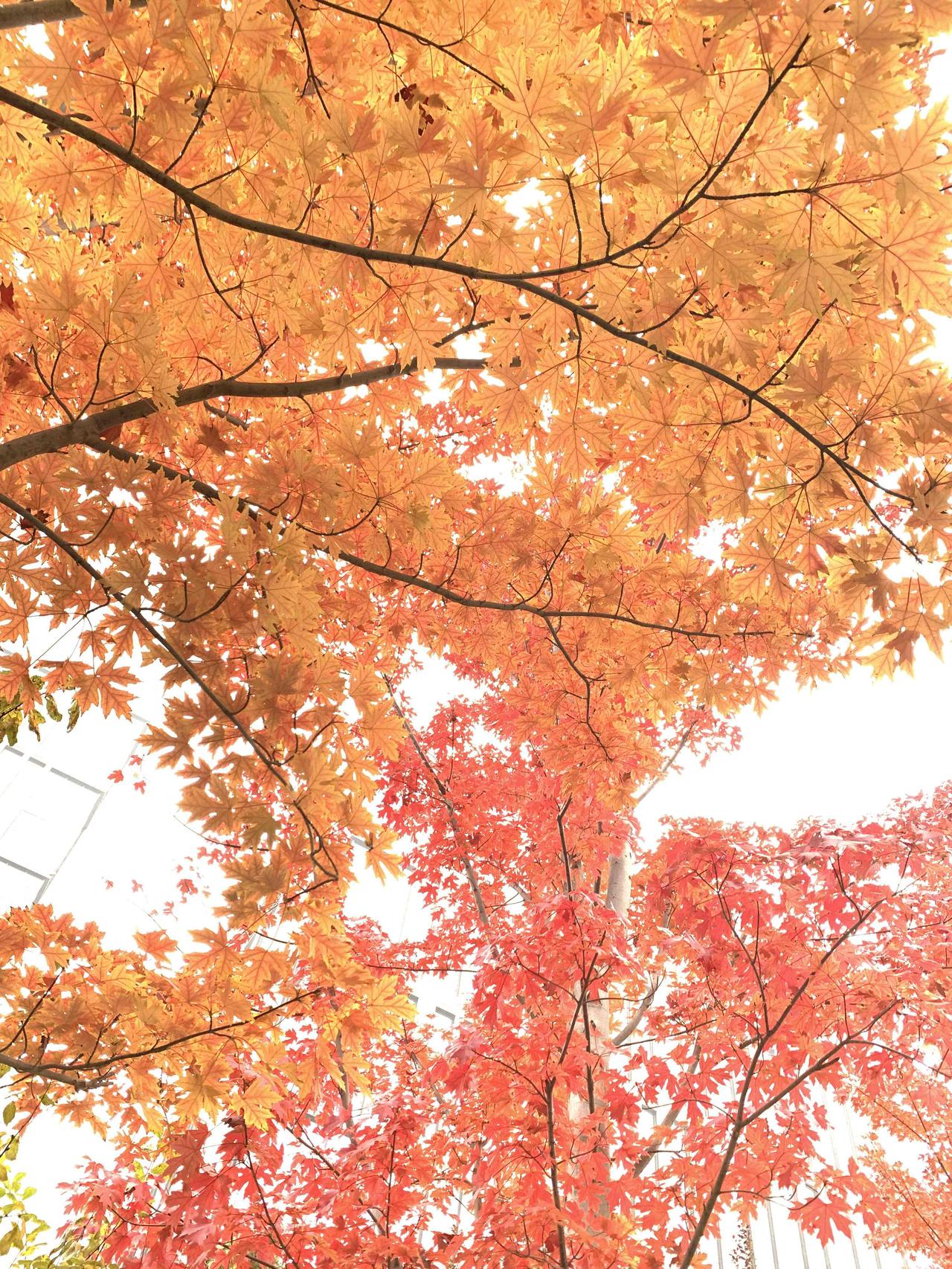 北京人少景美私享的红叶谷，香山边上另有一处，百望山公园，都堵着去香山了，一般人我