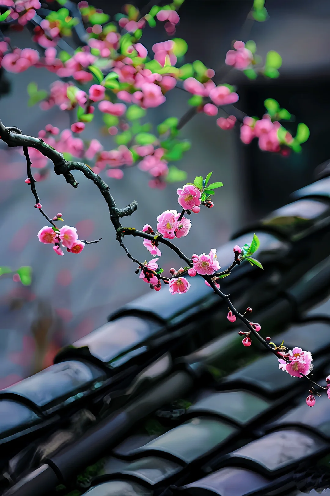 与世无争，悄然绽放