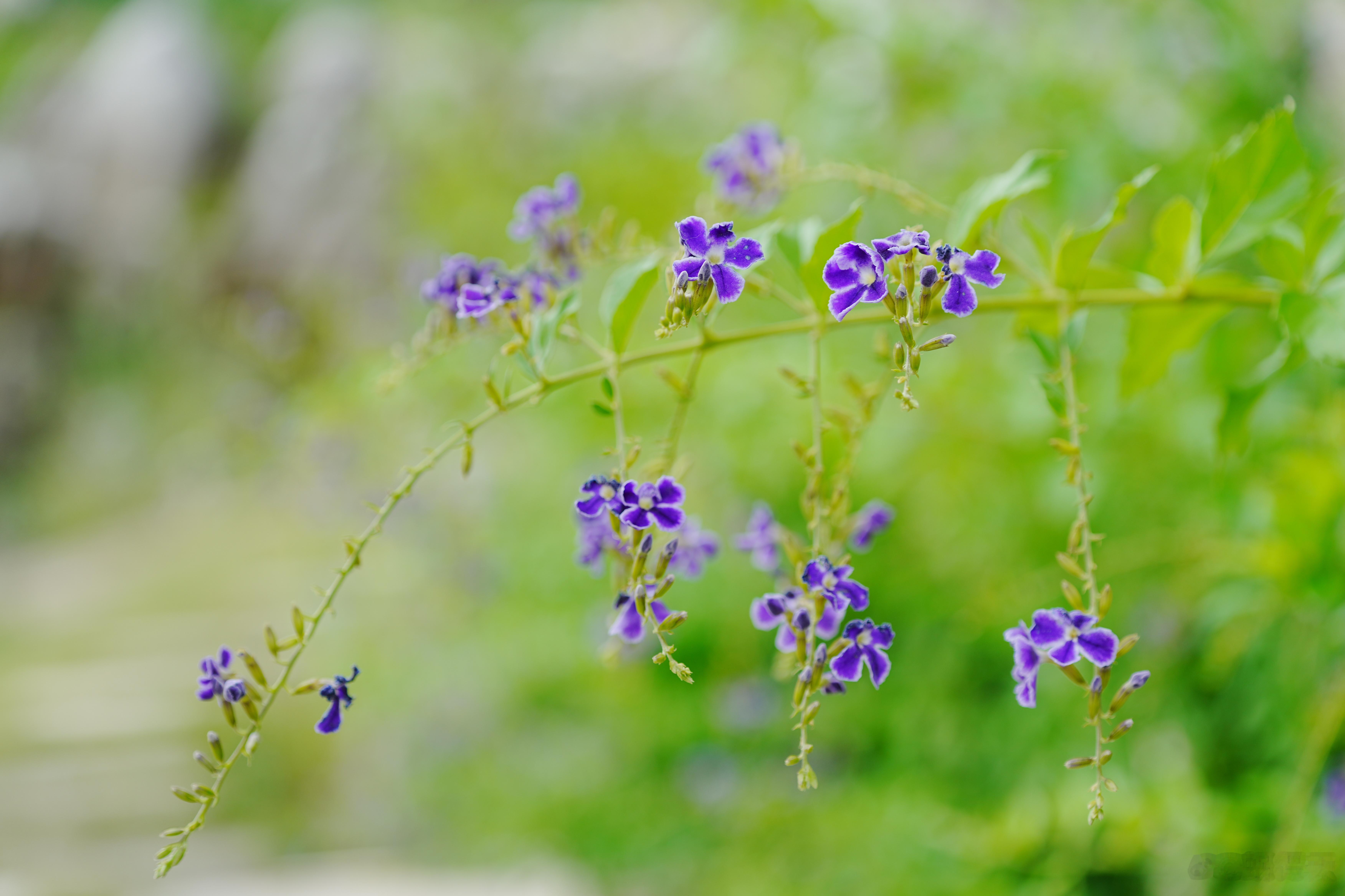 【蕾丝金露花】紫花缀穗，蕾丝镶边，一缕幽芳自枝头垂落。蜗的摄影日记 ​​​