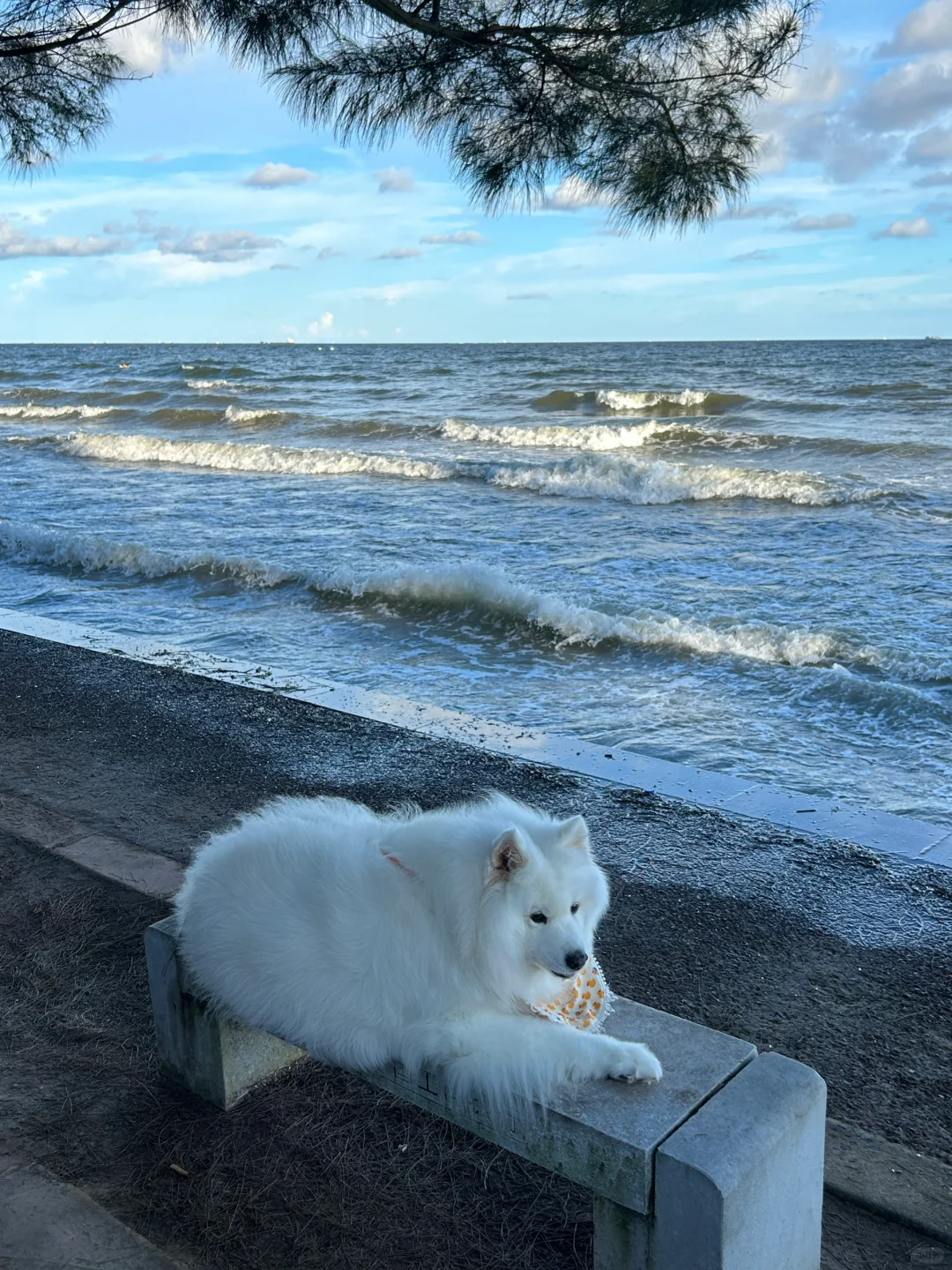 白浪滩里有白海狗