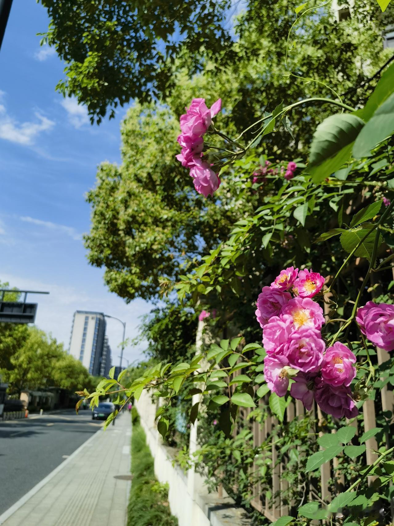 回不去的青春    我用文字追寻
留不住的岁月    我以杯酒祭奠
挥不去的记忆