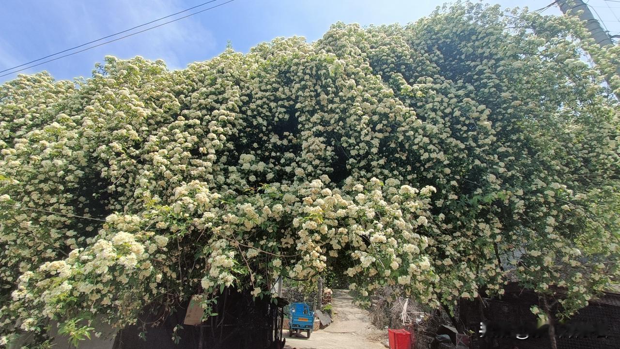 这是什么花，竟开得这般繁茂！昨日，我带着孩子游玩，走进一座小山庄，瞧见一株藤蔓花