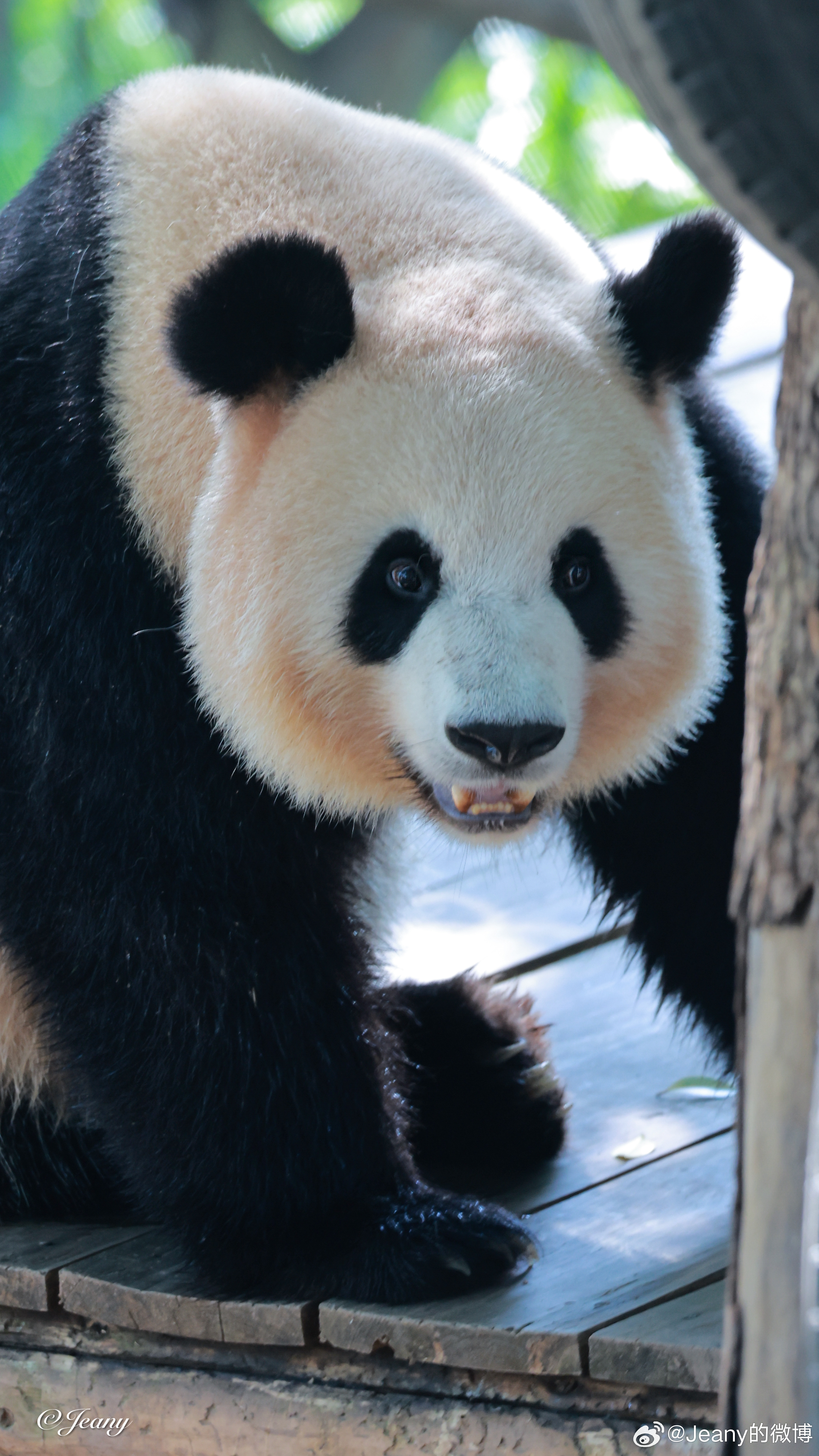 良月这脸盘子可真不少🐼2026我的动物朋友一路出片大熊猫良月