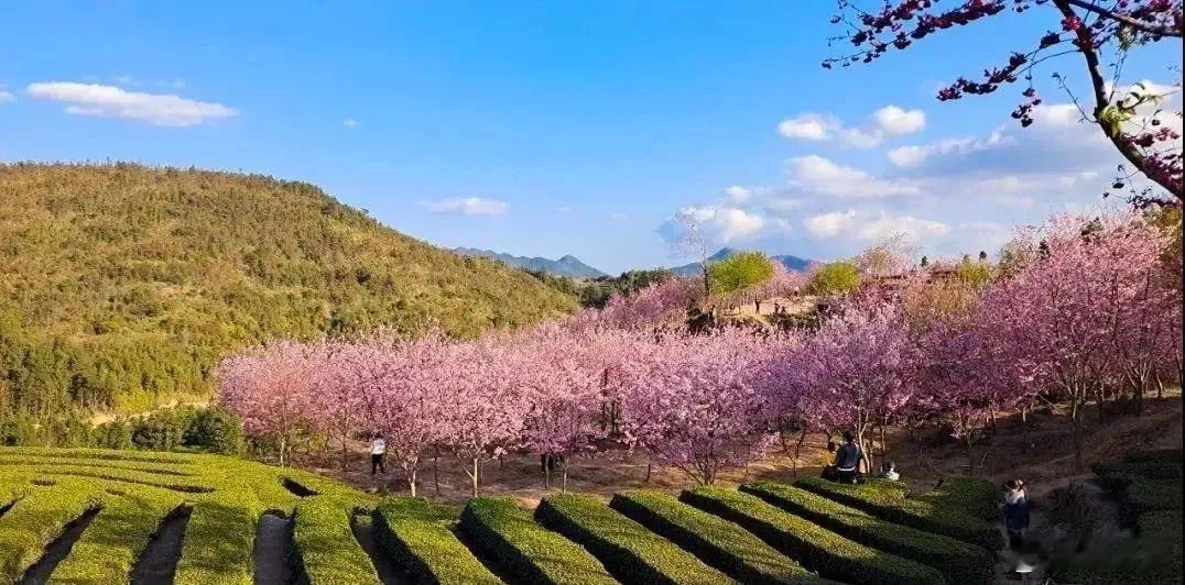 福建最新赏花地图来了 在紫云山生态园上，1000多亩、6万多株、40多个品种的樱