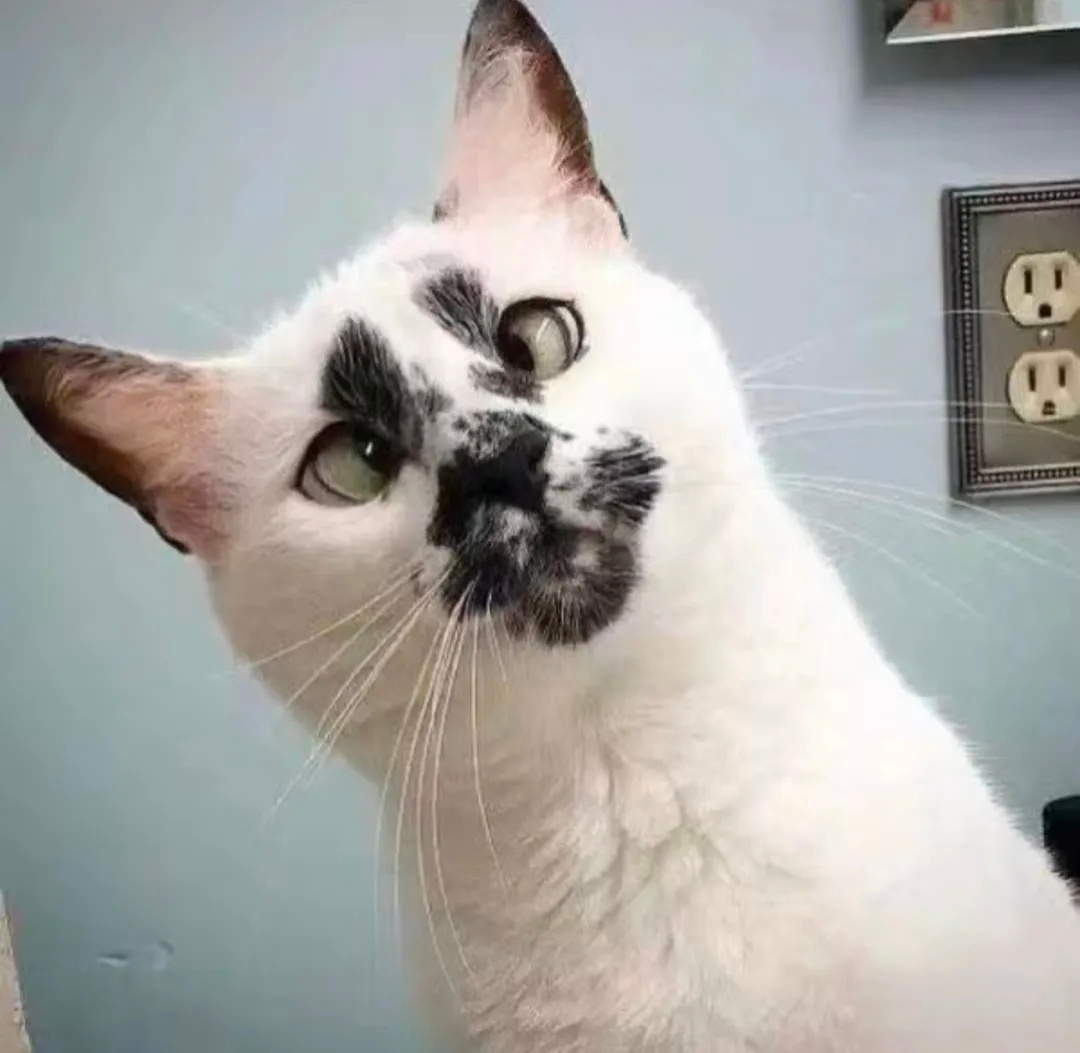 丑猫嘿嘿 