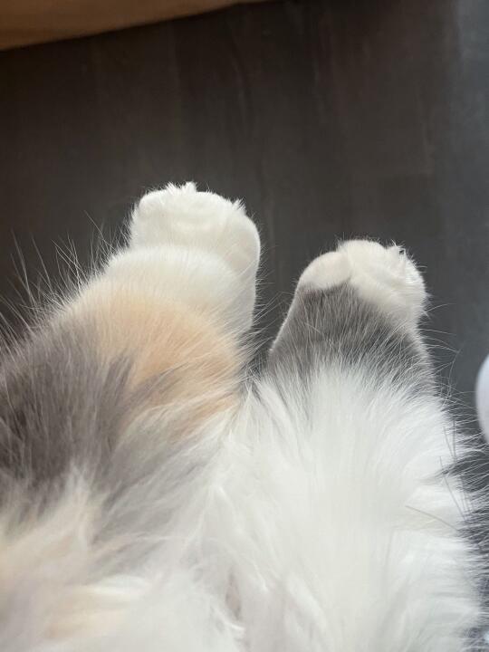 避雷这种臭jio小猫