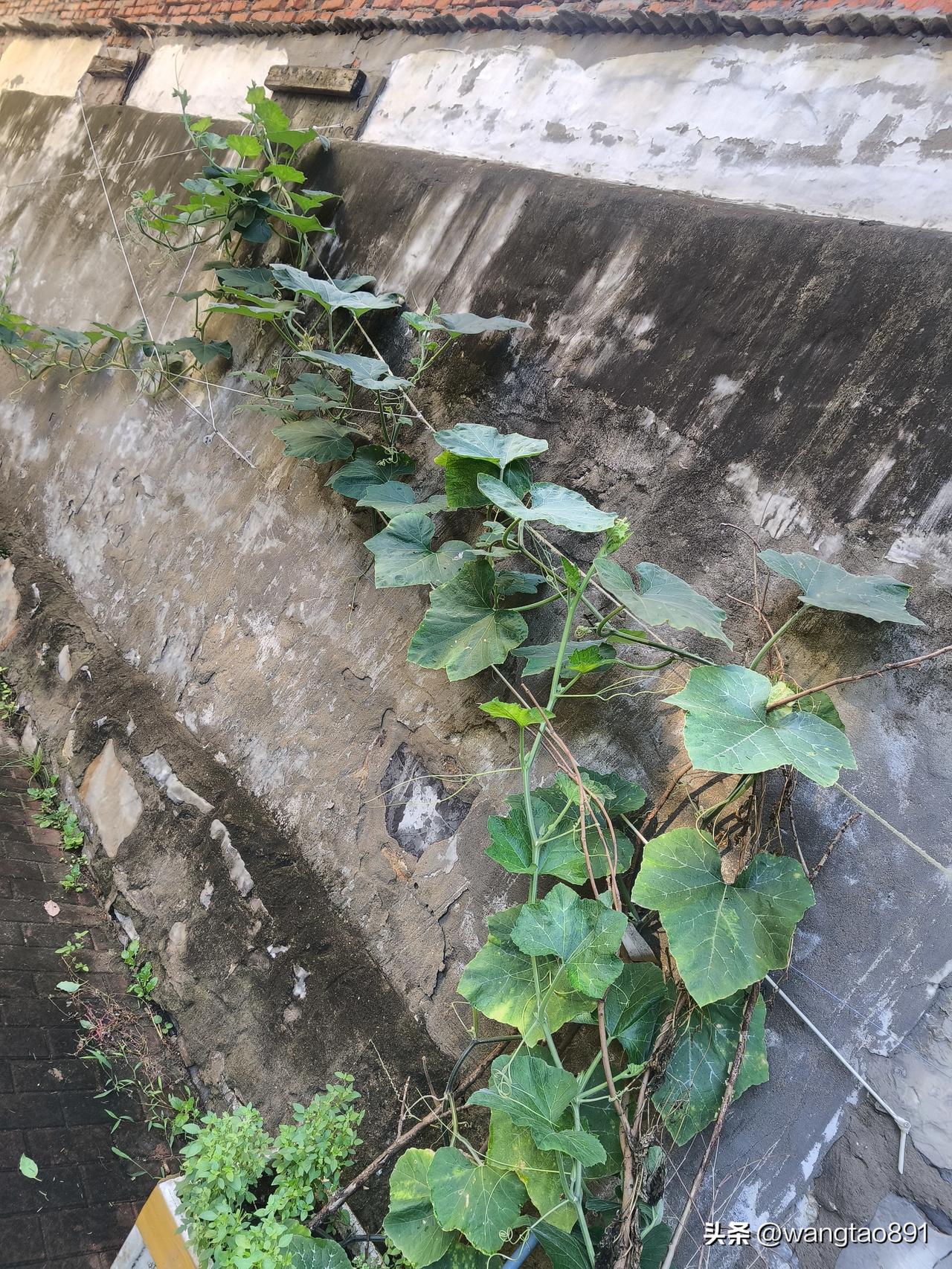 两棵南瓜秧引发的深思
     两个月前，我在小区围墙边的保鲜盒里移栽了南瓜苗。