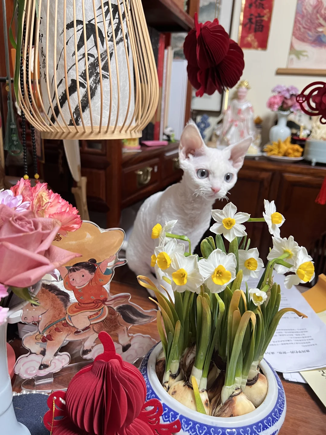 🏠谁家小猫咪在水仙旁边呀