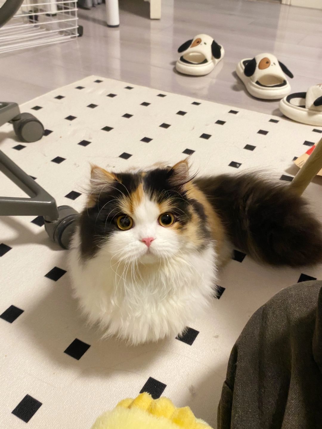 小猫失去四肢，妈妈不离不弃