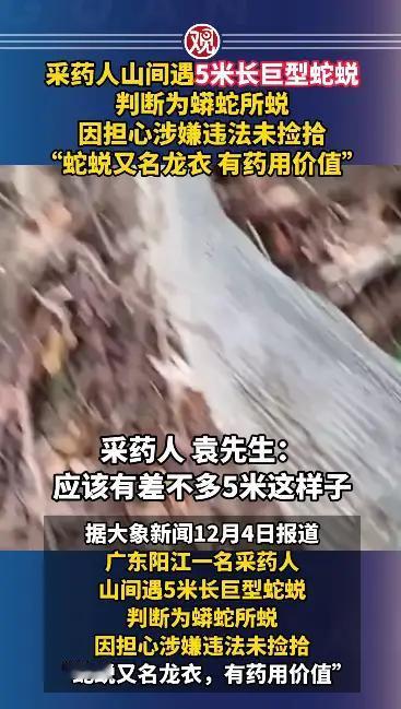 采药人山间遇5米长巨型蛇蜕，判断为蟒蛇所蜕，因担心涉嫌违法未捡拾，“蛇蜕又名龙衣