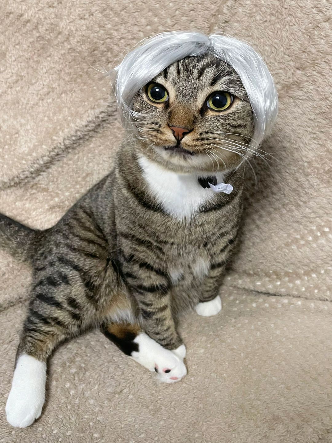 和我交换一张猫猫丑照（可以不经小猫同意）