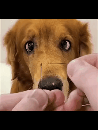 狗子全程紧盯主人穿针，
主人捣鼓半天硬是穿不进去。
狗子满脸嫌弃：
就这？行不行